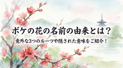 ボケの花の名前の由来とは？意外な3つのルーツや隠された意味をご紹介！