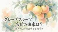 グレープフルーツ 名前の由来は？意外な3つの真実をご紹介！