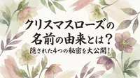 クリスマスローズの名前の由来とは？隠された4つの秘密を大公開！
