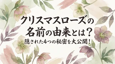 クリスマスローズの名前の由来とは？隠された4つの秘密を大公開！