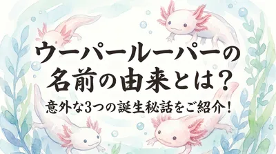 ウーパールーパーの名前の由来とは？意外な3つの誕生秘話をご紹介！