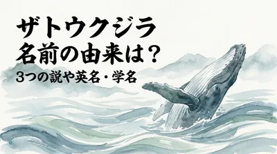 ザトウクジラ 名前の由来は？3つの説や英名・学名の意味をご紹介！