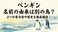 ペンギン 名前の由来は別の鳥？2つの有力説や歴史を徹底解説！