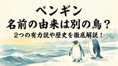 ペンギン 名前の由来は別の鳥？2つの有力説や歴史を徹底解説！