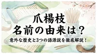 爪楊枝 名前の由来は？意外な歴史と3つの語源説を徹底解説！